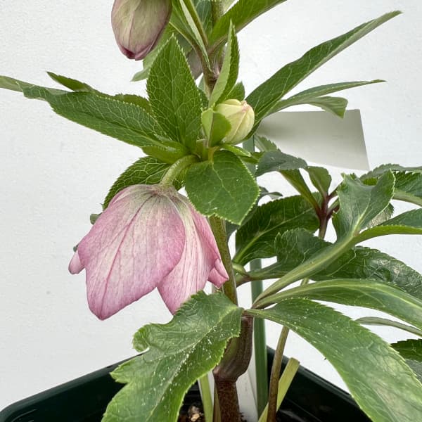 園芸ネット本店｜花郷園さんのクリスマスローズ：24-05セミダブル