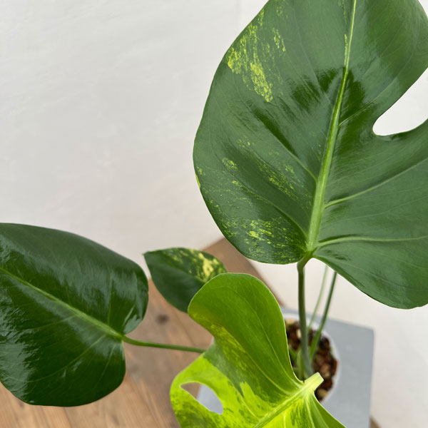 園芸ネット本店｜[ザ・ファームセレクト]モンステラ：デリシオーサ