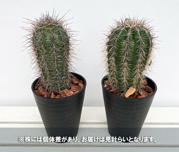 園芸ネット本店｜サボテン：弁慶柱 （べんけいちゅう） 5号鉢植え の