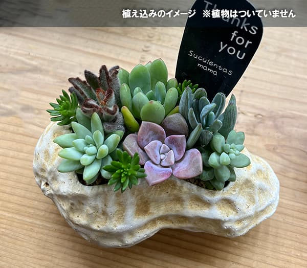 園芸ネット本店｜ピーナッツの陶器鉢 の通販【公式】