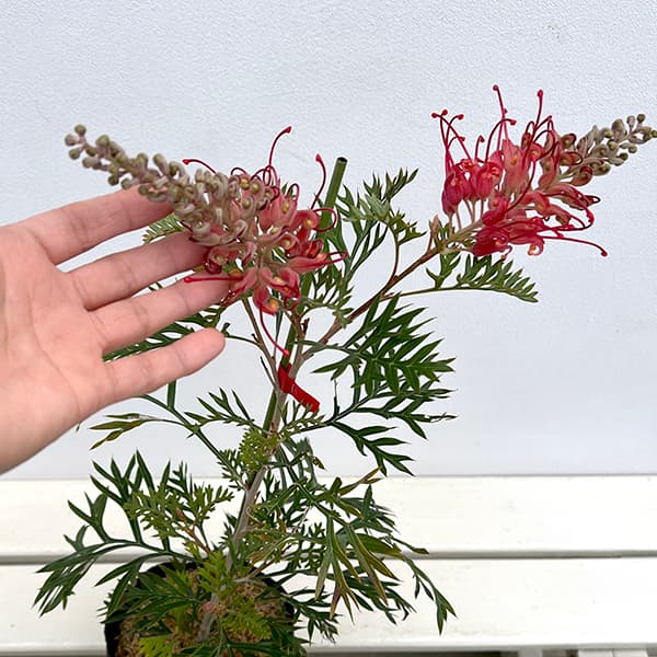 園芸ネット本店｜[26年4月上旬予約]グレビレア：ロビンゴードン 5号