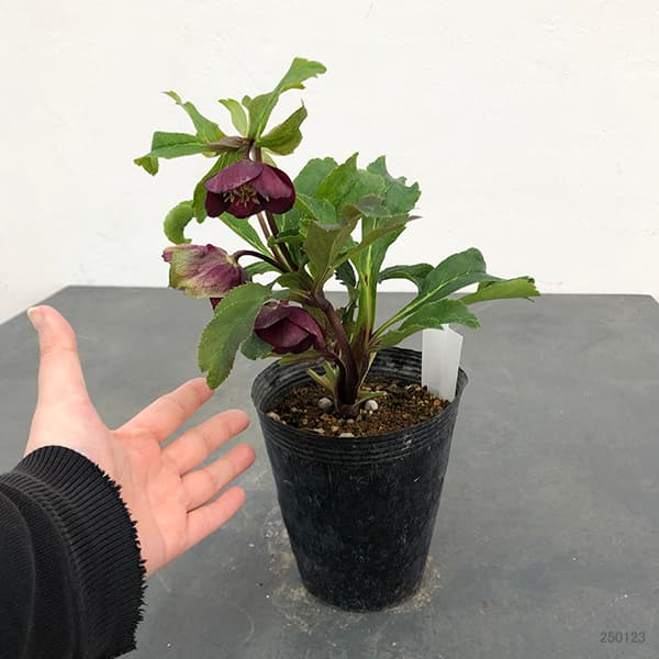 園芸ネット本店｜若泉ファームさんのクリスマスローズ：25-11卑弥呼