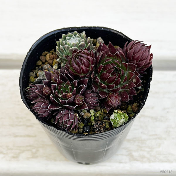 園芸ネット本店｜センペルビウムsp 6.5cmポット の通販【公式】