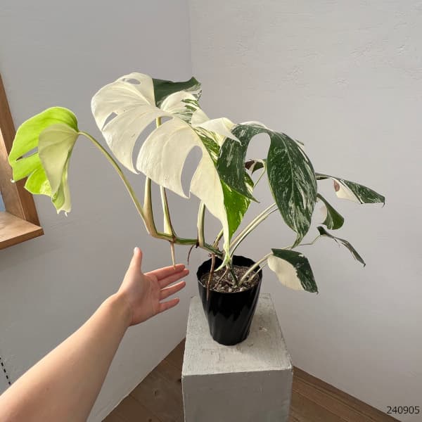 園芸ネット本店｜モンステラ：斑入り（白散斑） 6号鉢植え24-02 の通販