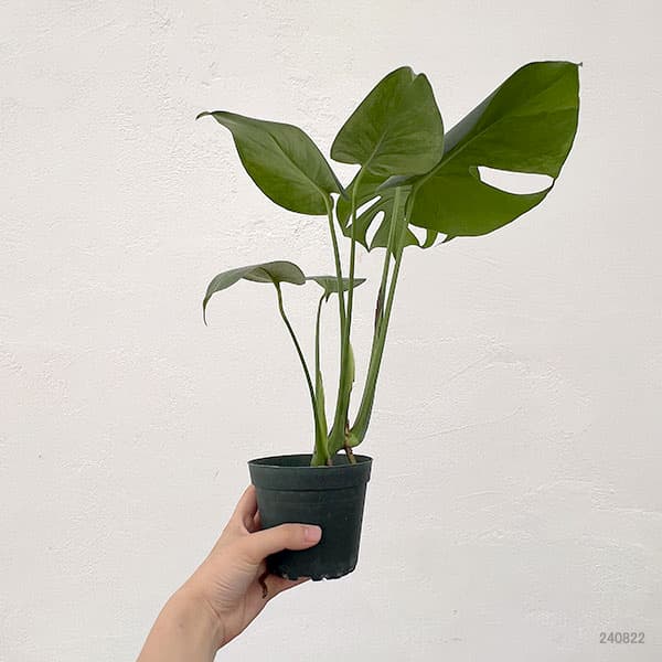 園芸ネット本店｜モンステラ：デリシオサ グリーンオングリーン 3号24