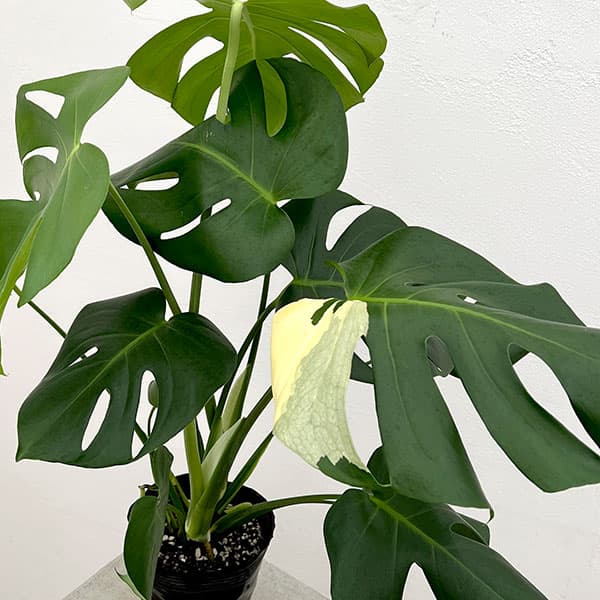 園芸ネット本店｜モンステラ：デリシオーサ 斑入り（実生株） 5号24-03