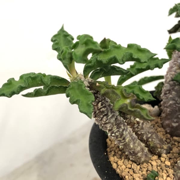 園芸ネット本店｜ユーフォルビア：デカリー スピロスティカ 3号鉢植え