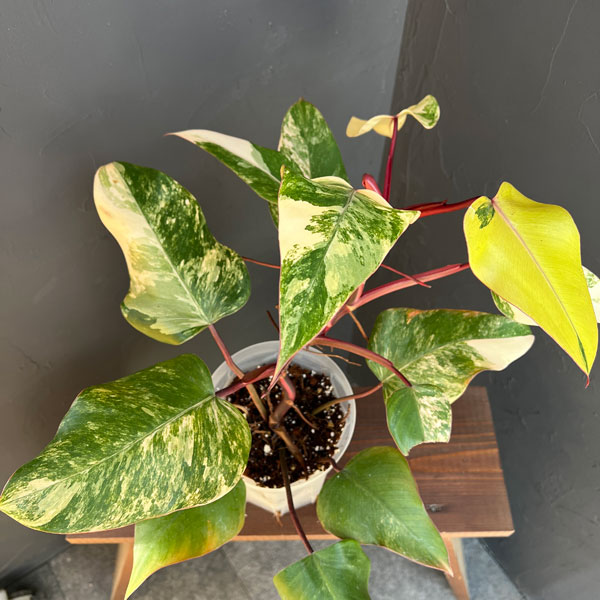 園芸ネット本店｜フィロデンドロン：ストロベリーシェイク 5号24-02 の