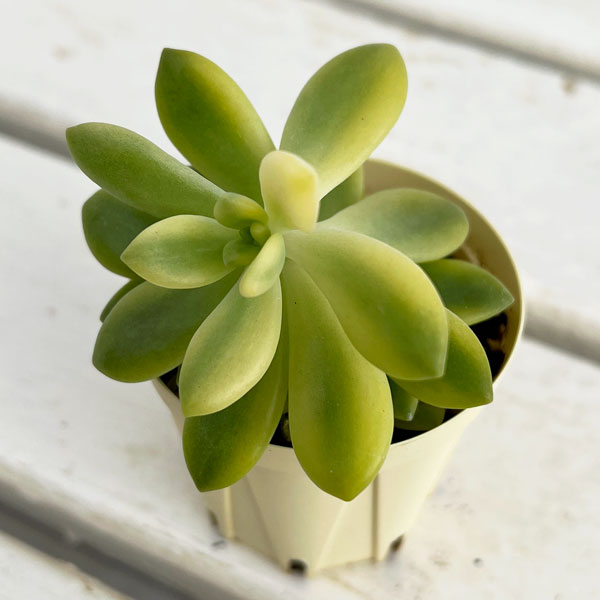 おまとめ中！多肉植物^o^ 葉挿し赤ちゃん全斑！シャンパンライム錦