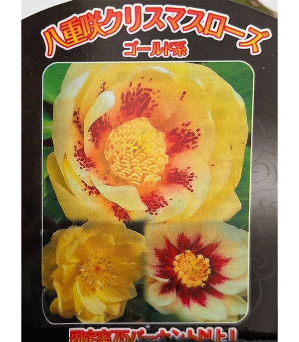 園芸ネット本店｜曽田園芸さんのクリスマスローズ：ダブルゴールド系