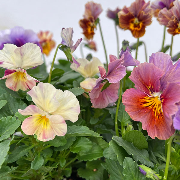 園芸ネット本店｜ビオラ：エボルべ ストライプ3.5号ポット の通販【公式】