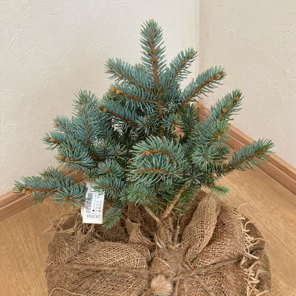 園芸ネット本店｜ピセアプンゲンス（プンゲンストウヒ）：グラウカ