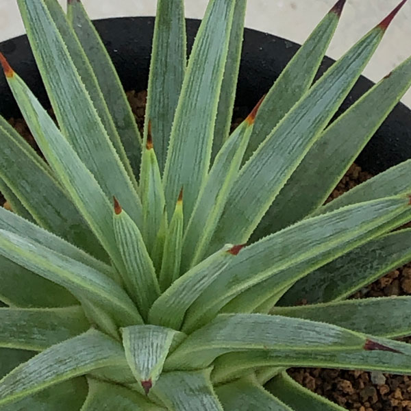 園芸ネット本店｜アガベ：ストリクタ（吹上・ふきあげ）3号鉢植え の