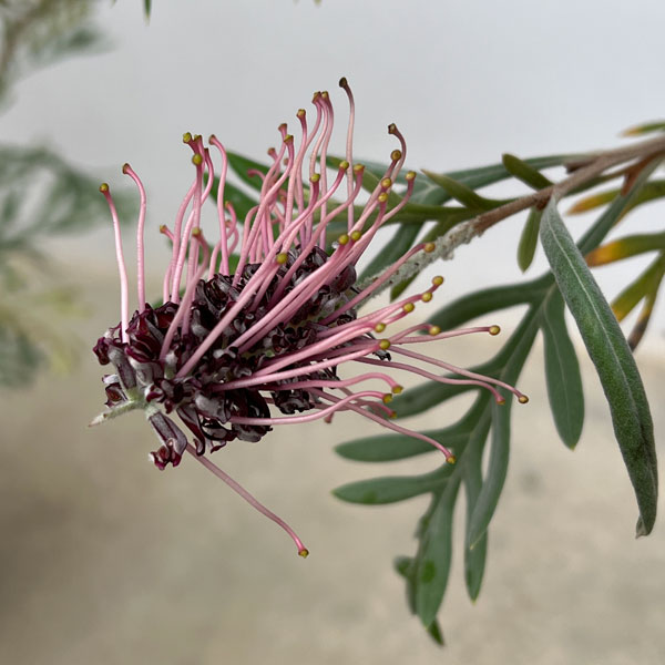 園芸ネット本店｜[ザ・ファームセレクト]グレビレア：ドーンパープル 7