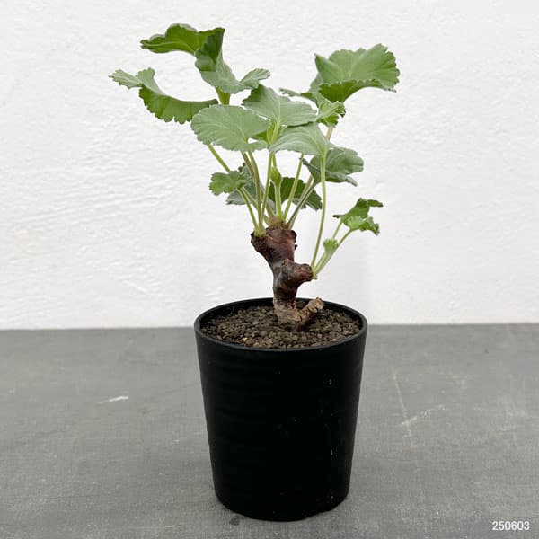 園芸ネット本店｜ペラルゴニウム：ミラビレ（挿し木）2.5号鉢植え の