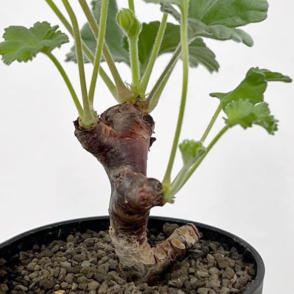 園芸ネット本店｜ペラルゴニウム：ミラビレ（挿し木）2.5号鉢植え の