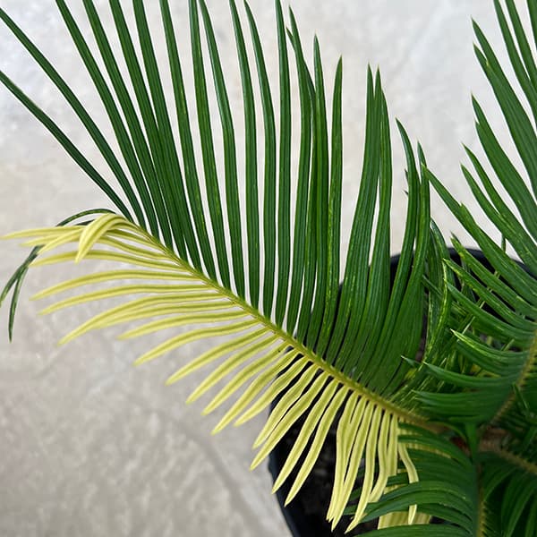 園芸ネット本店｜[ザ・ファームセレクト]ソテツ：斑入りソテツ 7号25