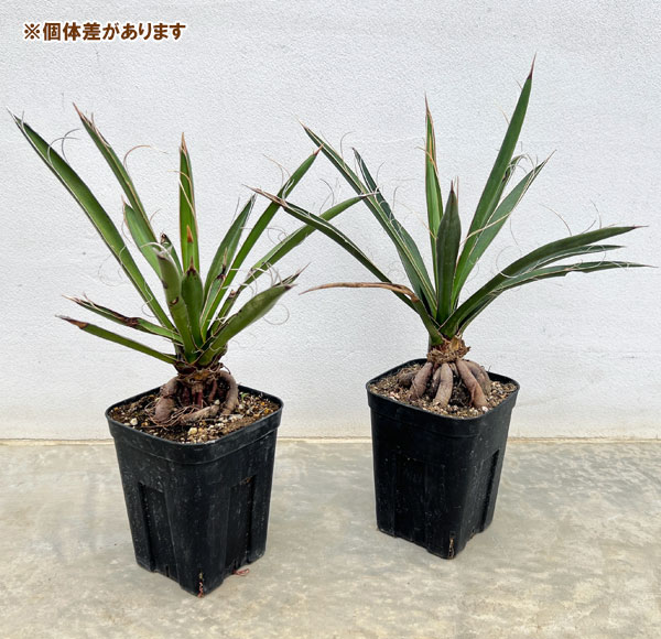 園芸ネット本店｜ユッカ：カルネロサーナ（根上がり仕立て） 4号鉢植え