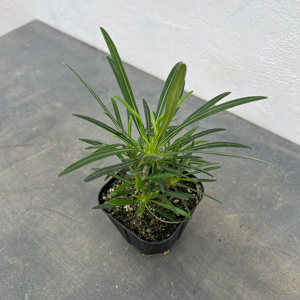 園芸ネット本店｜パキポディウム：グラキリス（国内実生苗） 3号ポット