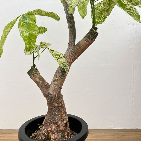 園芸ネット本店｜パキラ：ミルキーウェイ 8号鉢植え25-01 の通販【公式】