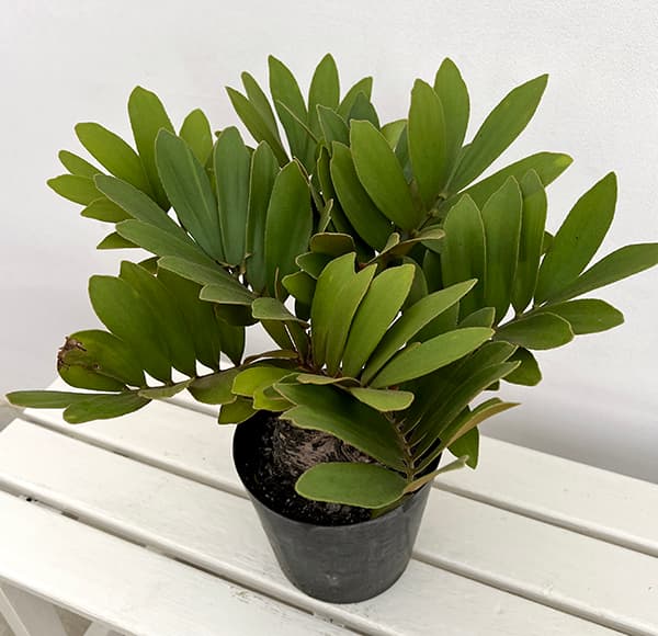 園芸ネット本店｜ザミア：フルフラセア 7号鉢植え25-01 の通販【公式】