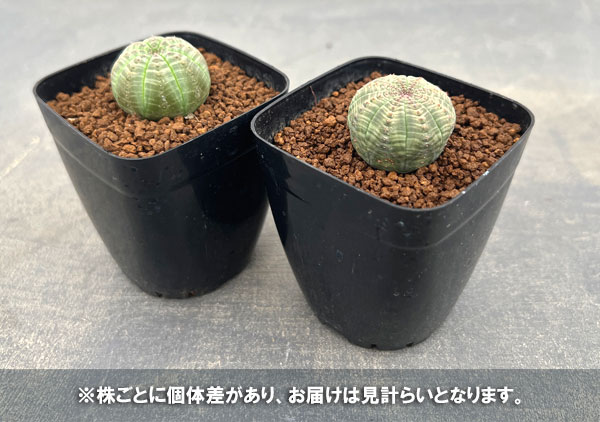 園芸ネット本店｜ユーフォルビア：オベサ 2.5号鉢植え* の通販【公式】