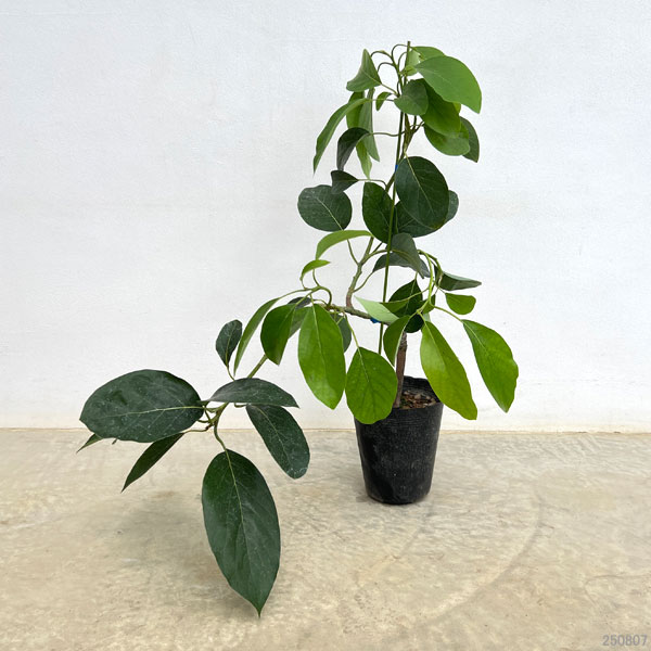 園芸ネット本店｜アボカド：グリーンゴールド5号ポット（接木苗） の