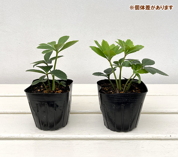 園芸ネット本店｜クリスマスローズ：クレオン交配ダブルセミミックス3