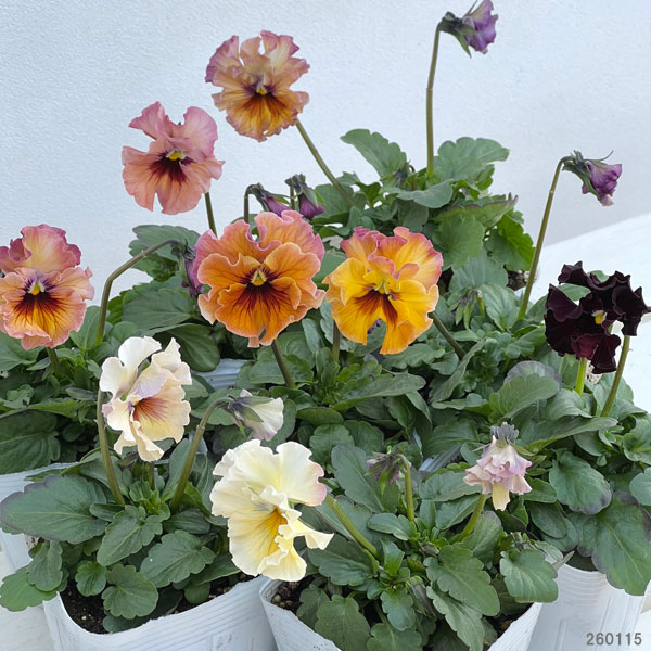 園芸ネット本店｜パンジー：フェデネージュ モネ 積みわら3-3.5号