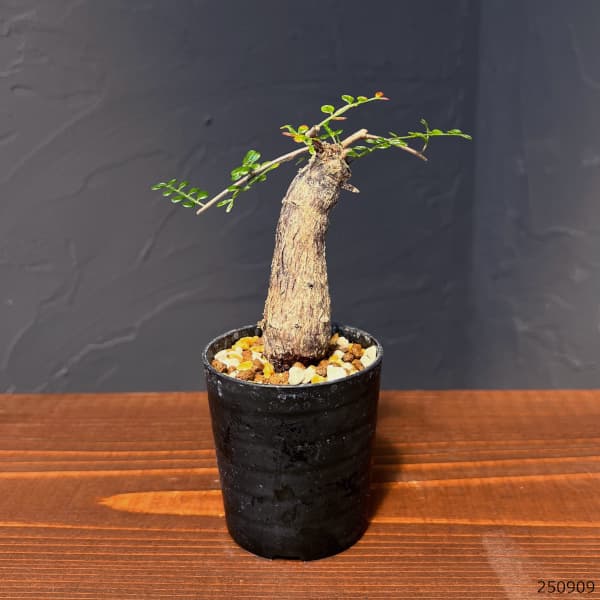 園芸ネット本店｜オペルクリカリア：デカリー （実生株） 2.5号鉢植え