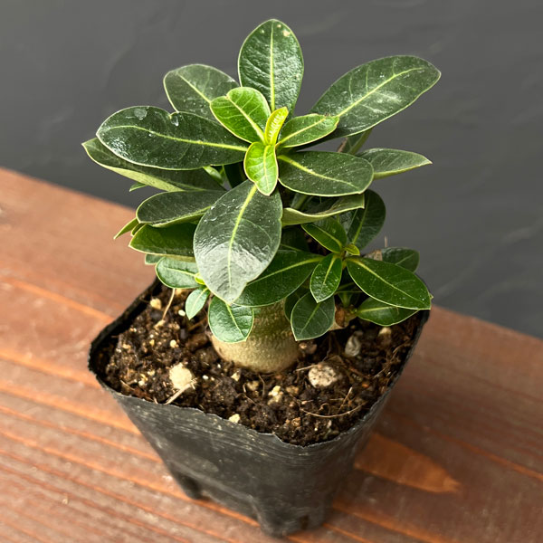 園芸ネット本店｜アデニウム：アラビカム ブラックカラマエ（実生苗）3