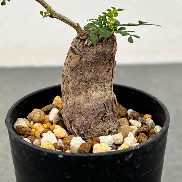 園芸ネット本店｜オペルクリカリア：パキプス（根挿し株）Sサイズ 2.5