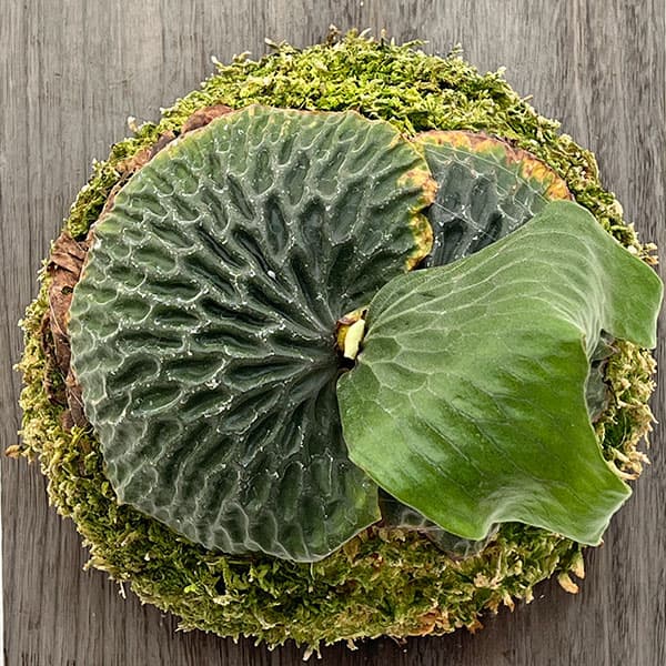 園芸ネット本店｜ビカクシダ（コウモリラン）：マダガスカリエンセ板