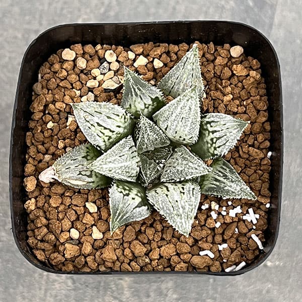 園芸ネット本店｜ハオルチア：プラチナ（GMマルクス交配） 2.5号