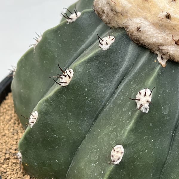 園芸ネット本店｜サボテン：メロカクタス クルビスピヌス 6号鉢植え の