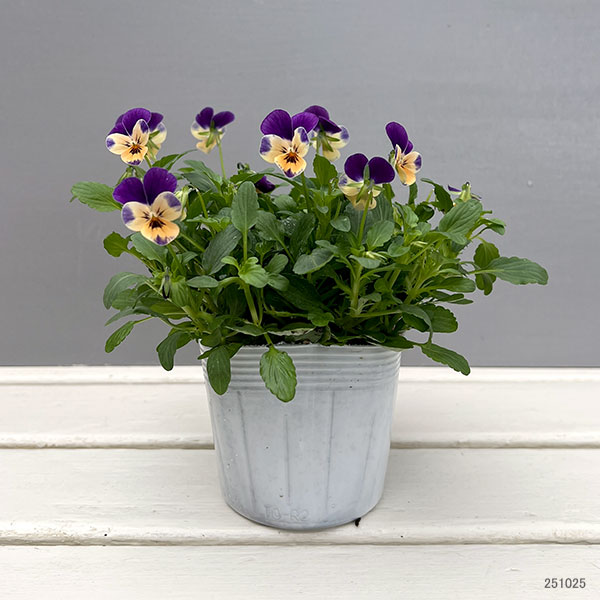園芸ネット本店｜【お1人様1ポット】ビオラ：ビオレッタ モーブ