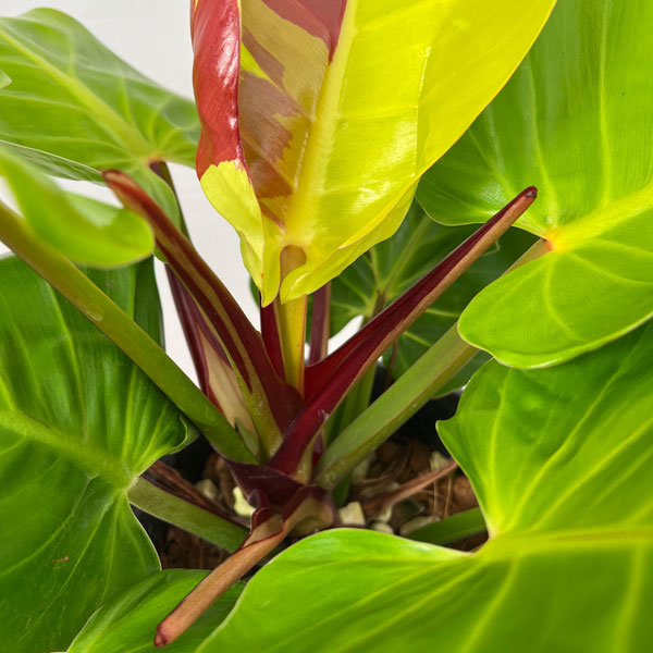 園芸ネット本店｜フィロデンドロン：イエローフレーム 5.5号25-01 の