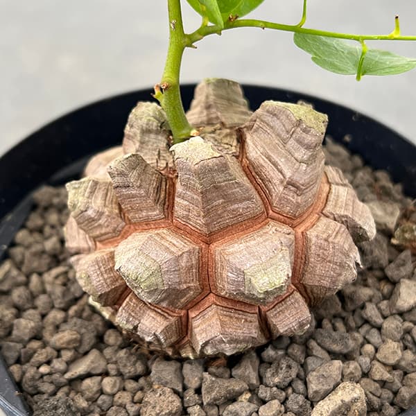 園芸ネット本店｜[ザ・ファームセレクト]ディオスコレア（亀甲竜