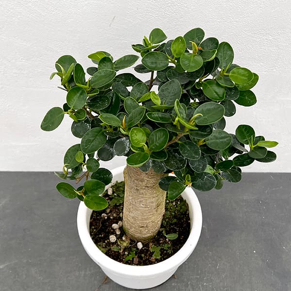 園芸ネット本店｜ガジュマル：パンダガジュマル 7号平鉢植え の通販