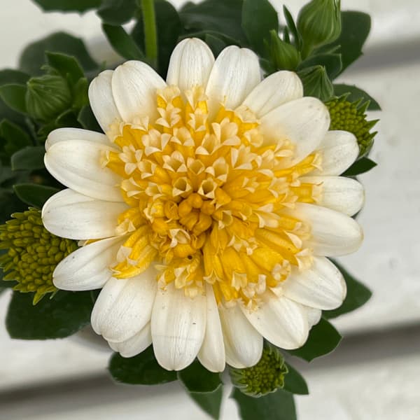 園芸ネット本店｜オステオスペルマム：プリンセス（八重）バナナタルト