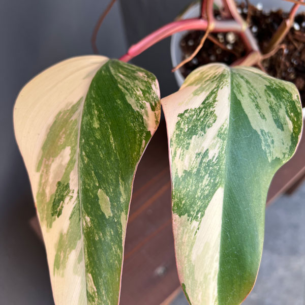 園芸ネット本店｜フィロデンドロン：ストロベリーシェイク 5号25-02 の