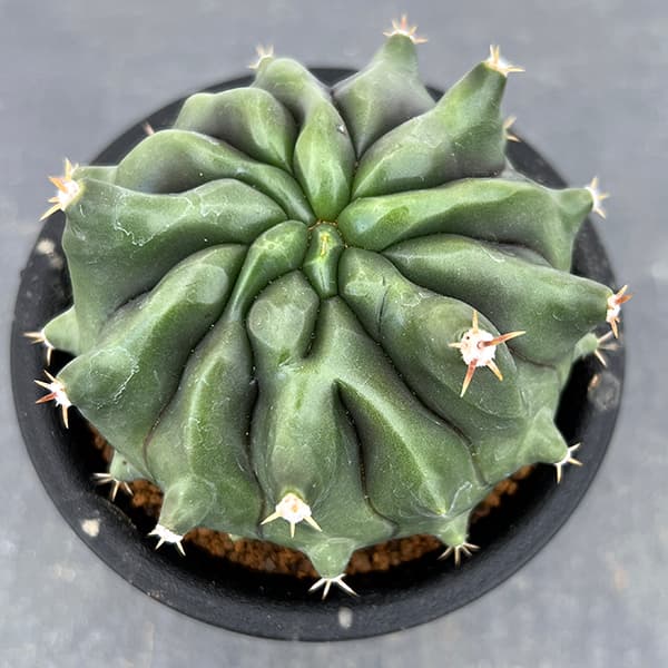 園芸ネット本店｜[ザ・ファームセレクト]フェロカクタス：短刺巨鷲玉無