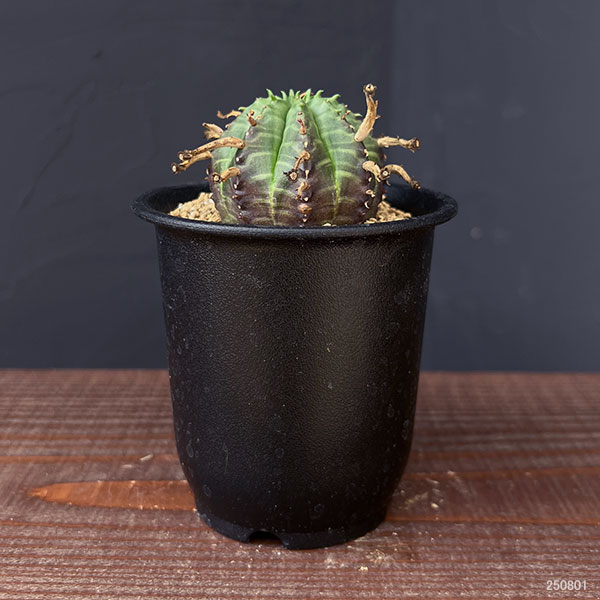 園芸ネット本店｜ユーフォルビア：スーパーバリダ（オス株） 3号鉢植え