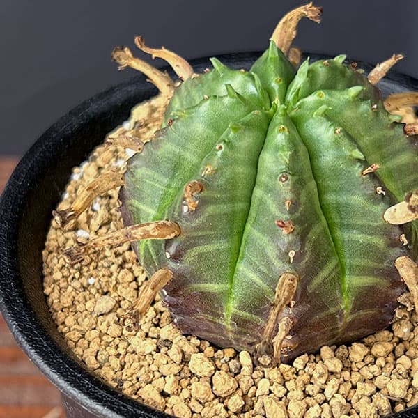 園芸ネット本店｜ユーフォルビア：スーパーバリダ（オス株） 3号鉢植え