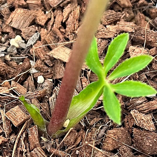 園芸ネット本店｜吉田園芸さんのクリスマスローズ：ヒデコート