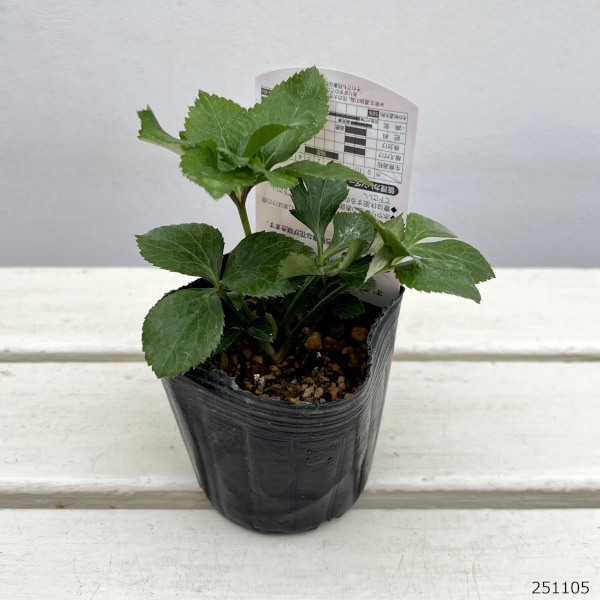 園芸ネット本店｜高正園さんのクリスマスローズ：ダブルピンク系（A）3