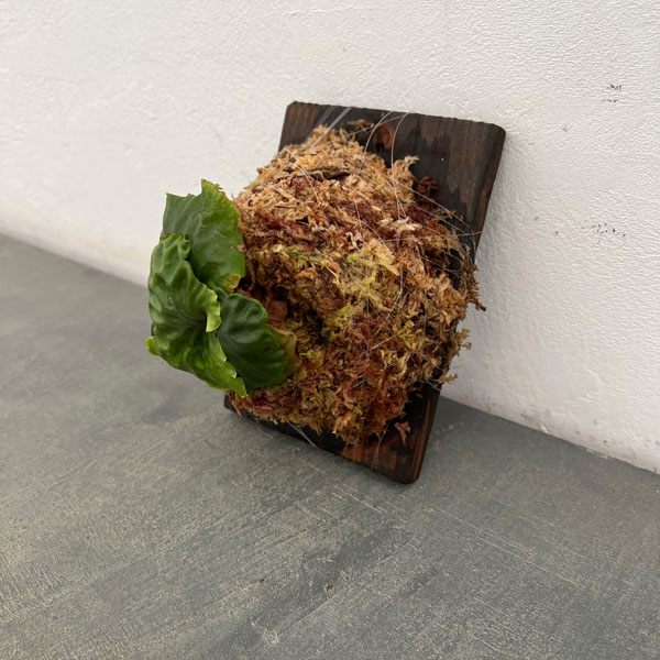 園芸ネット本店｜ビカクシダ（コウモリラン）：マダガスカリエンセ板付