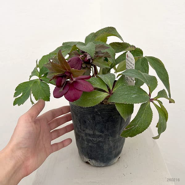 園芸ネット本店｜野田園芸さんのクリスマスローズ：シングルレッド4.5