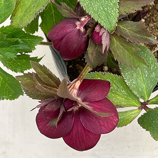 園芸ネット本店｜野田園芸さんのクリスマスローズ：シングルレッド4.5