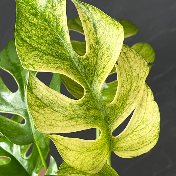 園芸ネット本店｜ラフィドフォラ：ホワイトモンスター（斑入り）3号